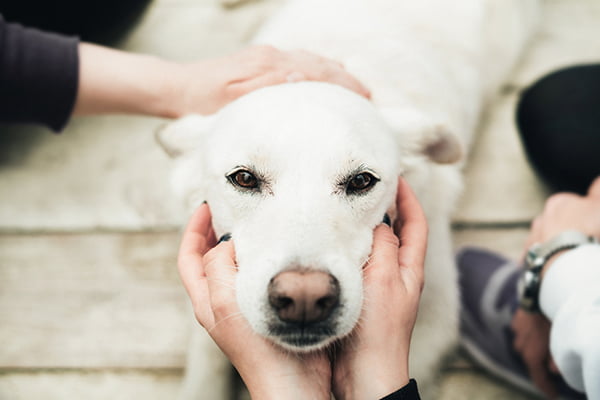 Mercy Pet Hospital: Your go-to full-service veterinary clinic in Citrus Heights.