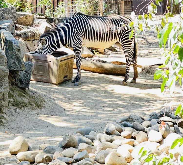 The Sacramento Zoo Unveiled: Conservation, Education, and Fun for the Whole Family