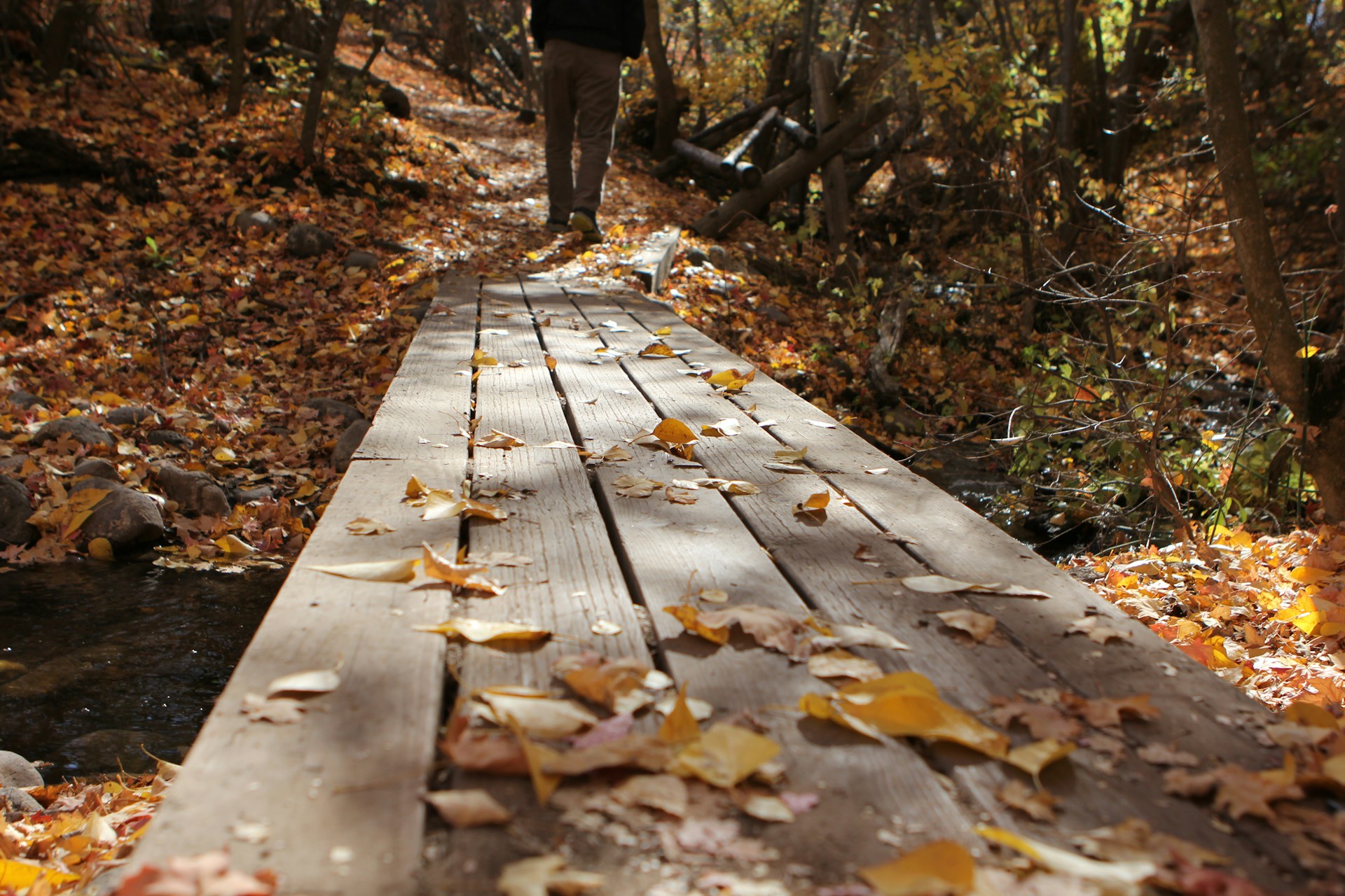 Celebrate Autumn: Family-Friendly Activities in Citrus Heights