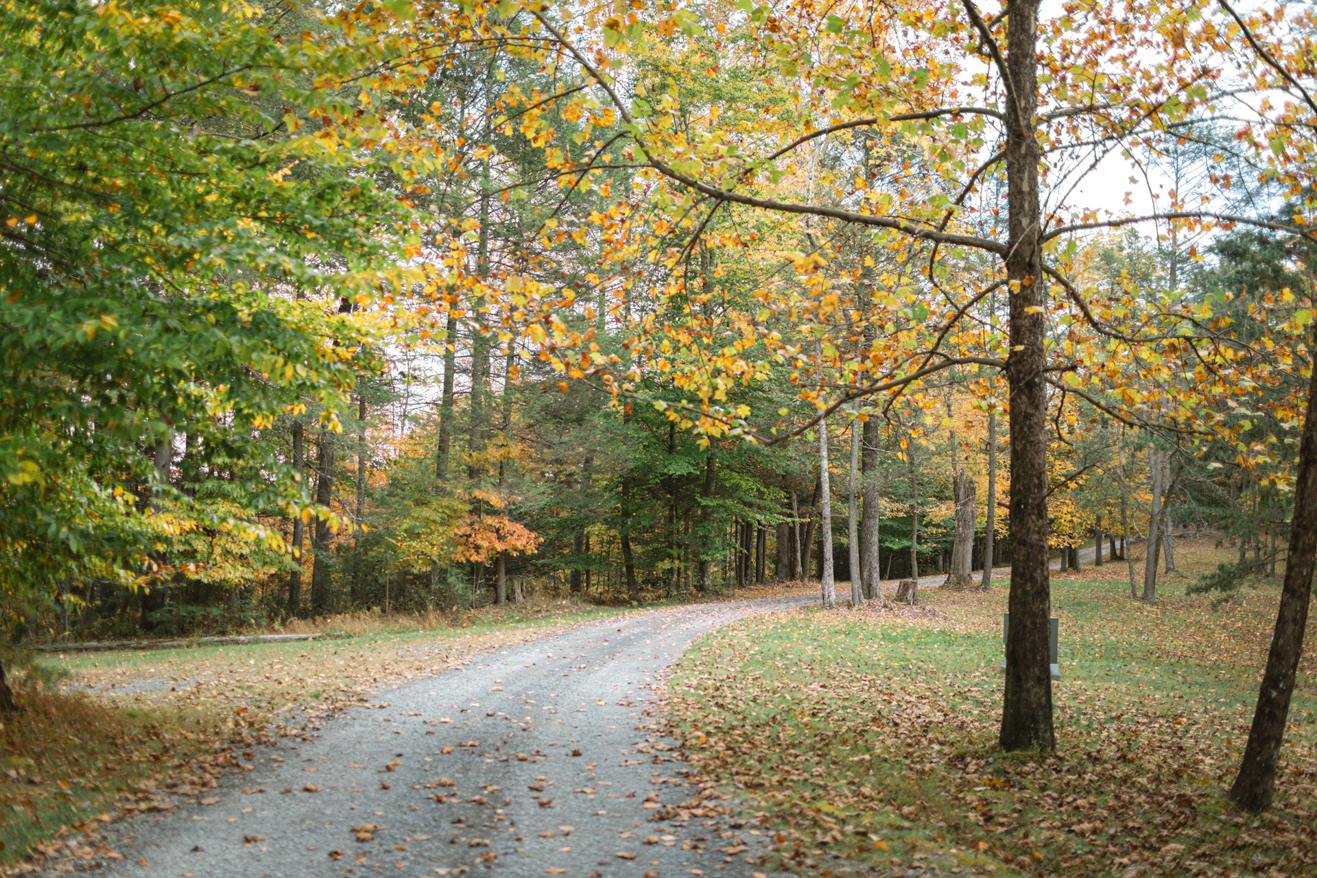 Fall in Citrus Heights: A Colorful Adventure on the Arcade Cripple Creek Trail