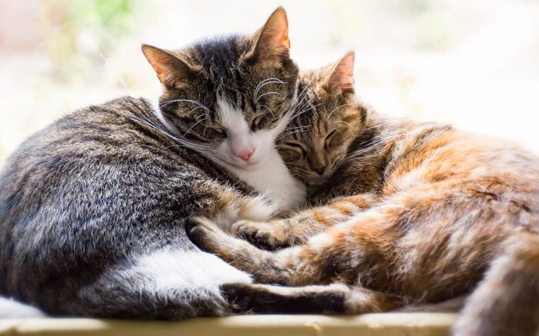 Paws, Whiskers, and Wags: The Real Scoop on Akaal Pet Hospital