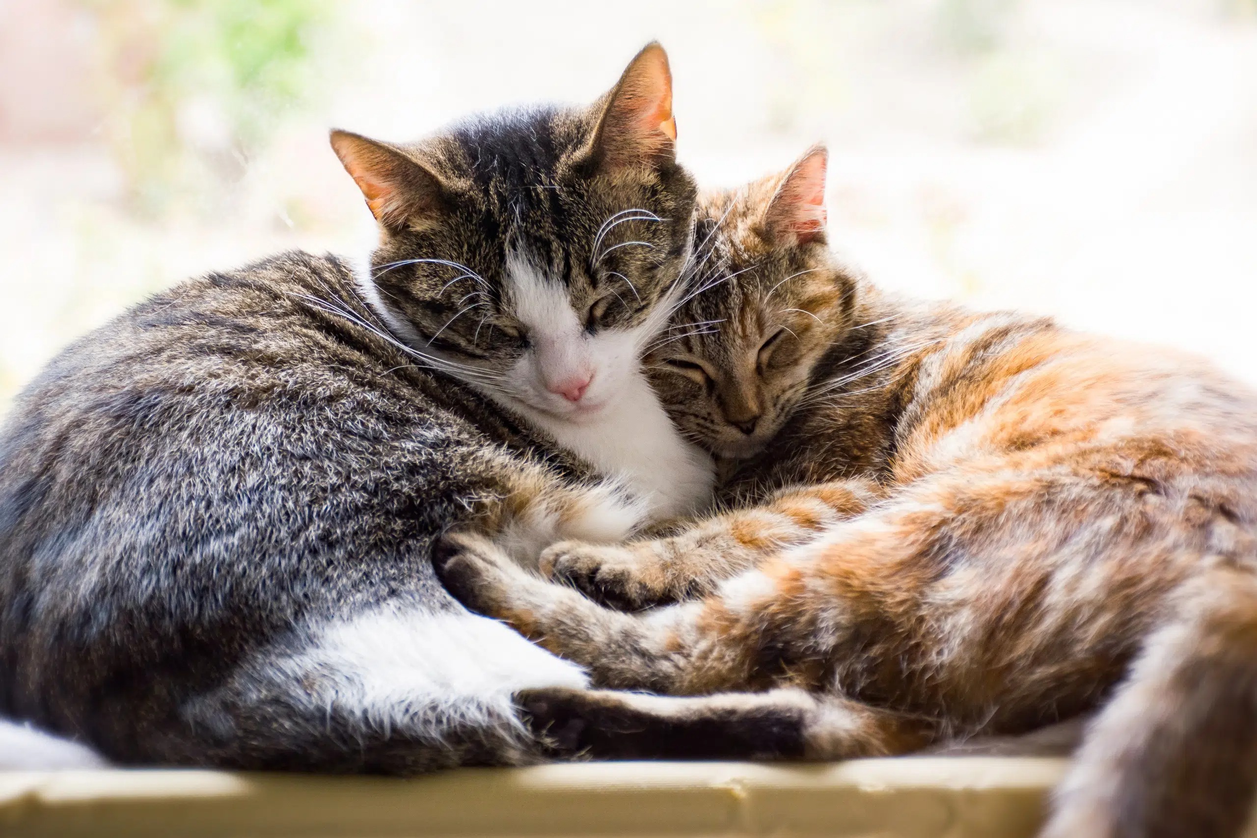 Paws, Whiskers, and Wags: The Real Scoop on Akaal Pet Hospital