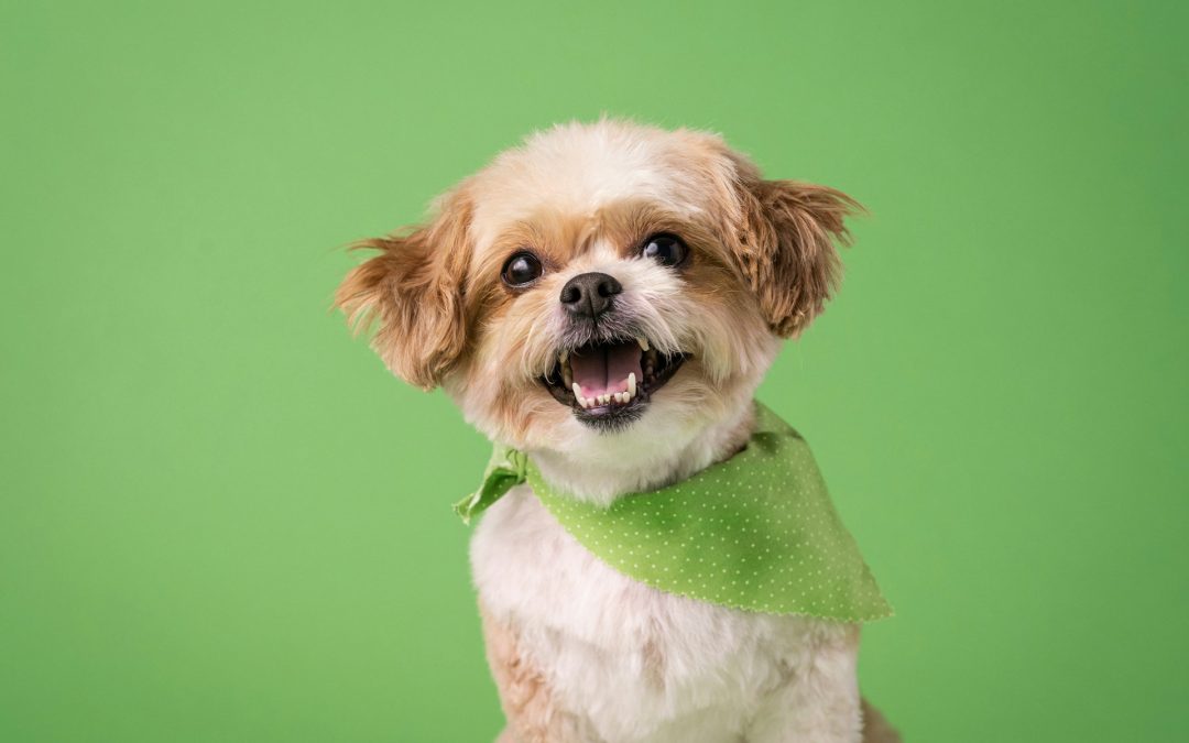 Poodle Nook Grooming Services: Keep Your Pet Happy and Healthy