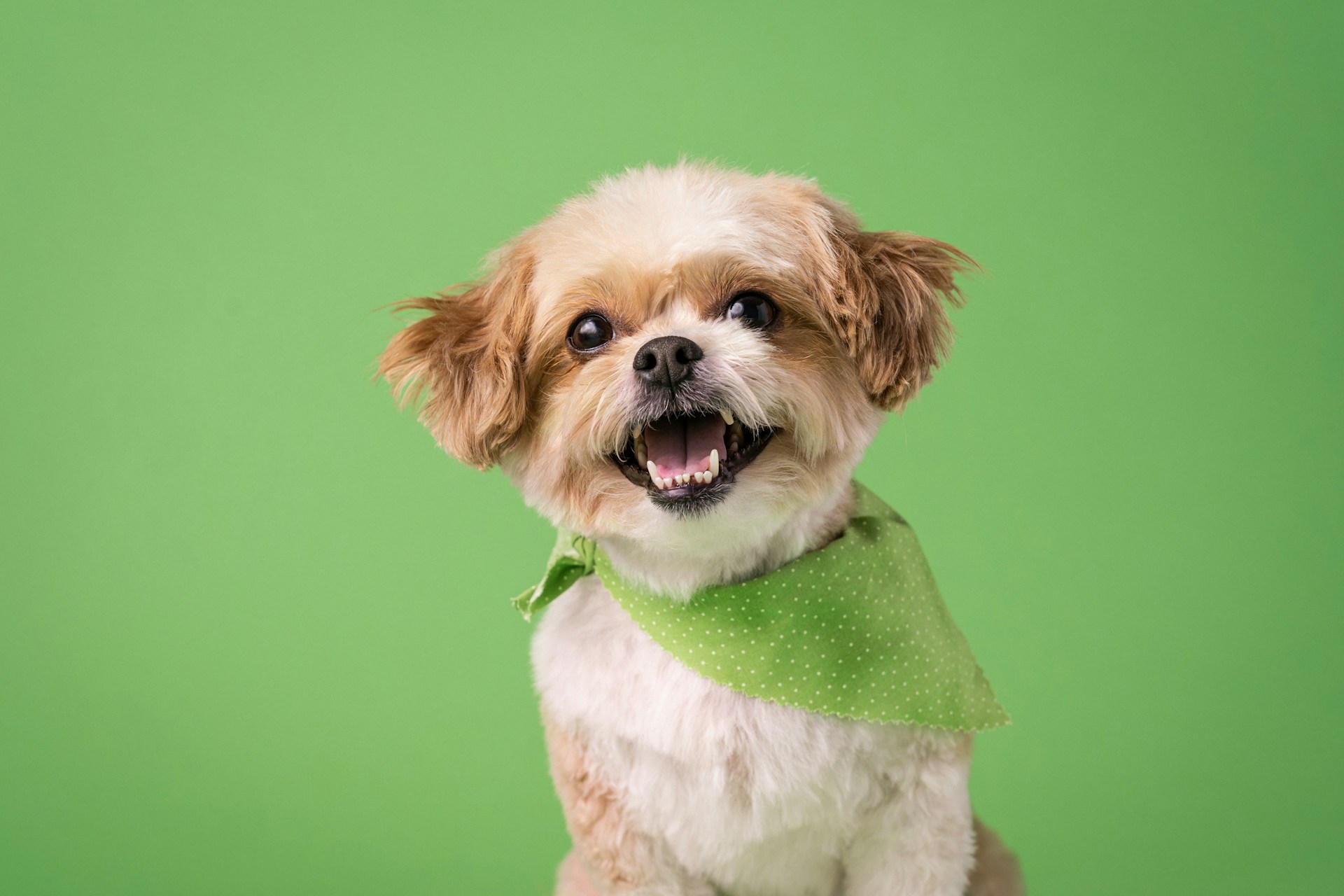 Poodle Nook Grooming Services: Keep Your Pet Happy and Healthy